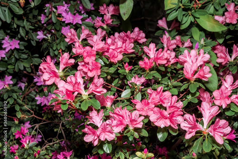 Indian Azalea (Rhododendron simsii) in greenhouse Indian Azalea (Rhododendron simsii) in greenhouse