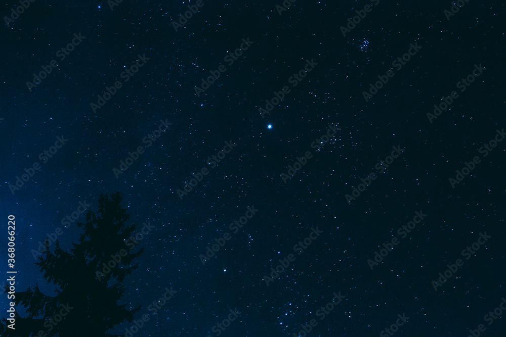 Fototapeta premium Crown Of Pine Tree On Blue Night Starry Sky Background. Night View Of Natural Glowing Stars