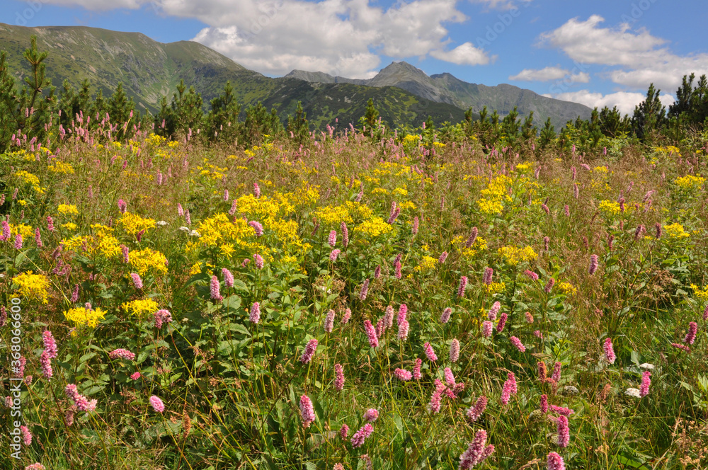 Kwitnąca łąka na szlaku w Tatrach Zachodnich, Słowacja