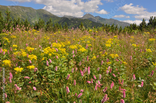 Kwitnąca łąka na szlaku w Tatrach Zachodnich, Słowacja