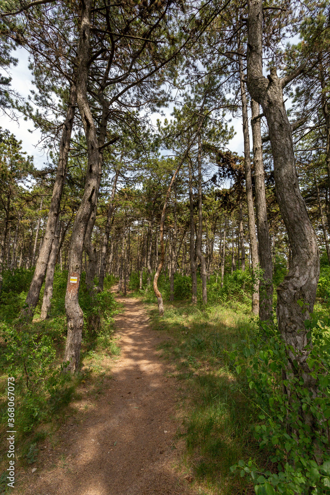 Fototapeta premium Hiking path in the woods near the village of Zsambek, Hungary