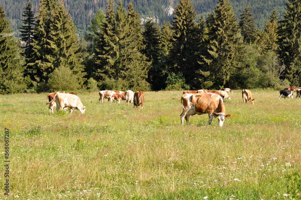 Obraz na płótnie Krowy na pastwisku, Liptowski Mikulasz, Słowacja w salonie