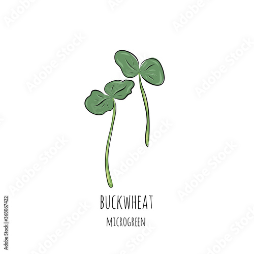 Hand drawn buckwheat micro greens. Vector illustration in sketch style isolated on white background.