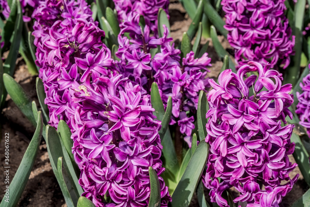 Obraz premium Common Hyacinth (Hyacinthus orientalis) in park, Moscow, Russia