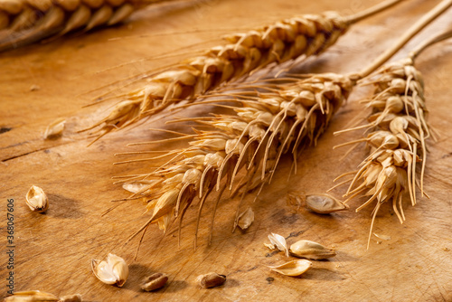 Canvas Print Spighe su legno