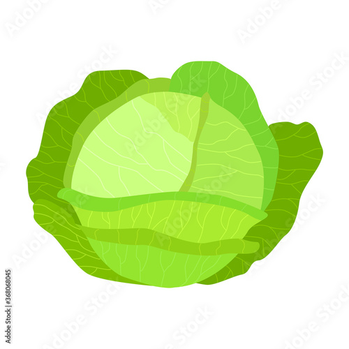 Fresh cabbage with green leaves. Organic healthy food. Vector illustration.