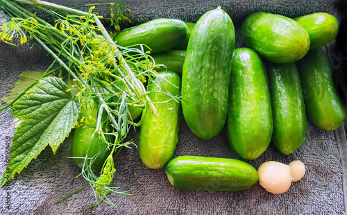 fresh cucumbers complete with dill and garlic for pickling and canning (salting)