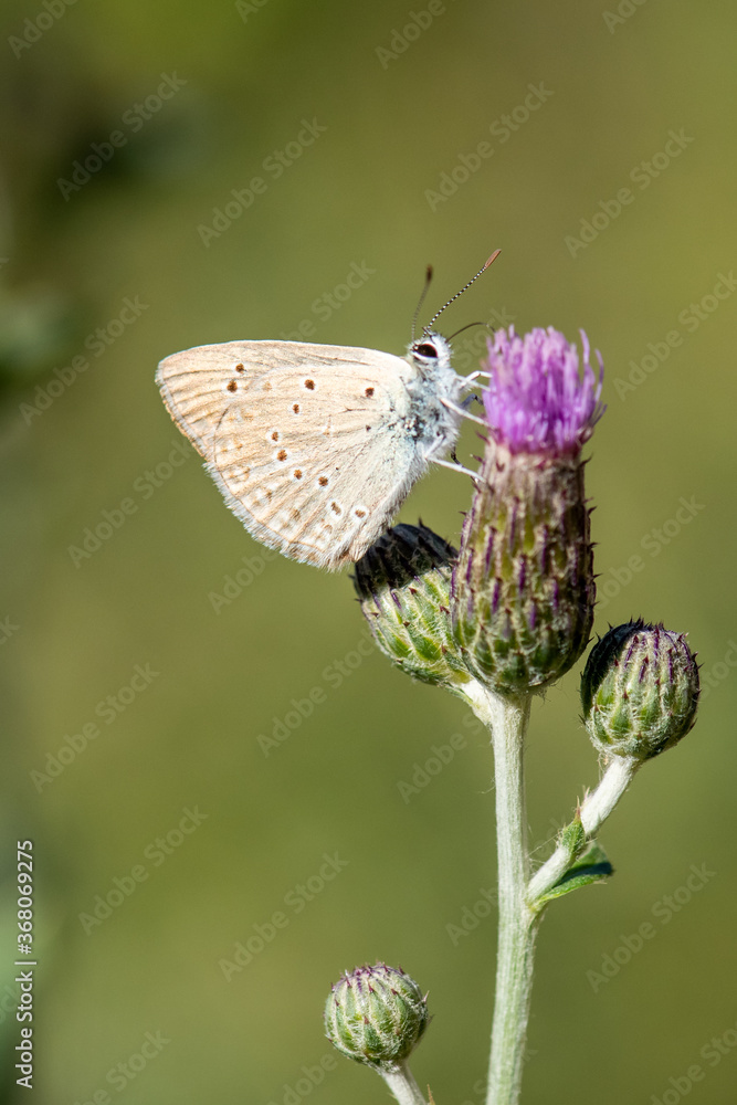 Lycaenidae / Çokgözlü Dafnis / / Polyommatus daphnis Lycaenidae / Çokgözlü Dafnis / / Polyommatus daphnis