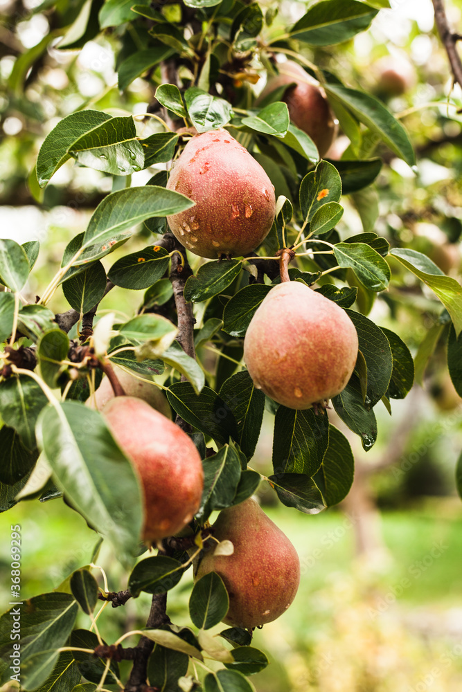 Fresh organic pears on tree branch
Fresh organic pears on tree branch