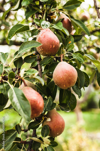 Fresh organic pears on tree branch
