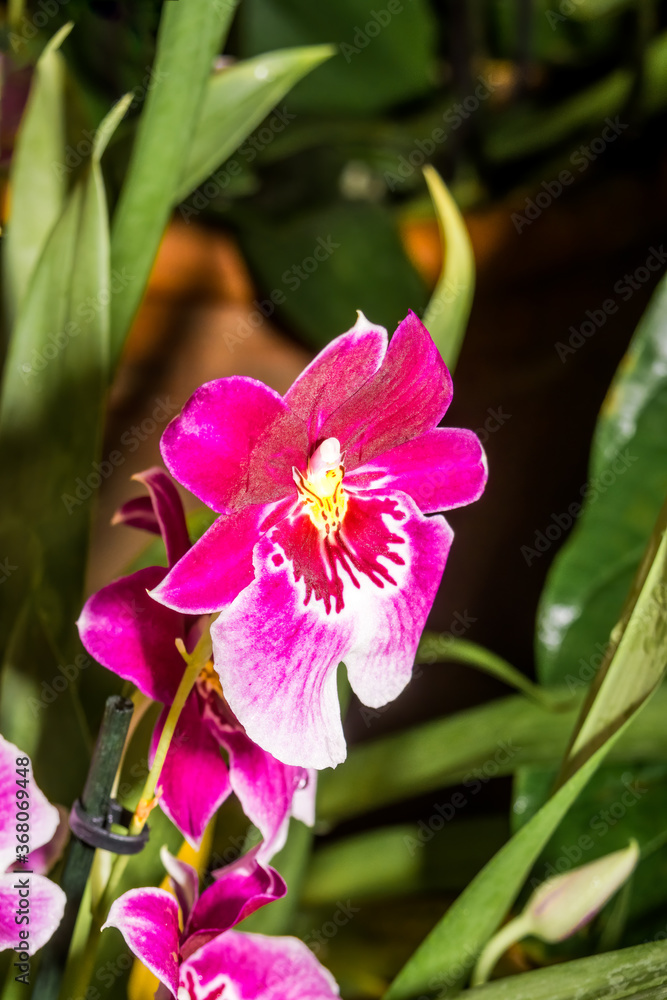Pansy Orchid (Miltonia cv) in greenhouse Pansy Orchid (Miltonia cv) in greenhouse