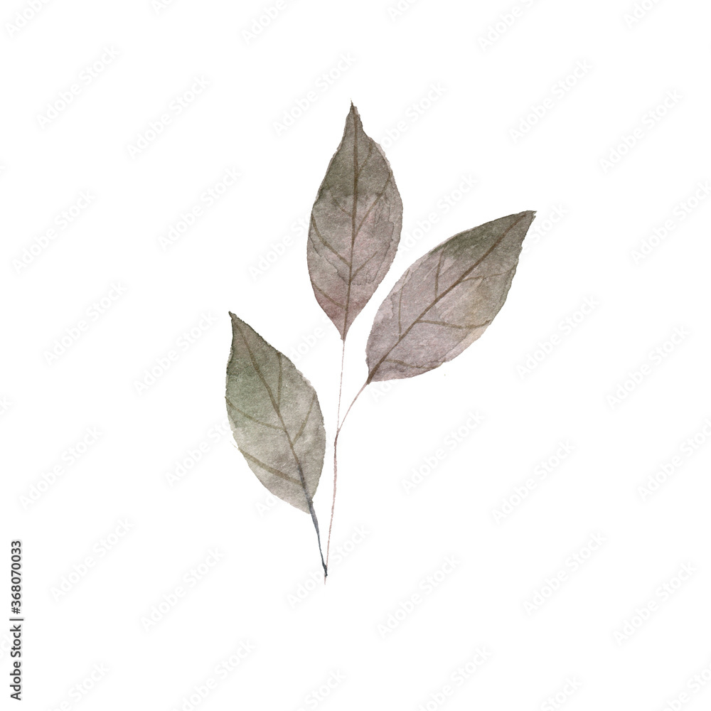 designer elements set collection of green forest fern frond maidenhair greenery art foliage natural leaves herb in watercolor style collection. Decorative beauty elegant illustration for design designer elements set collection of green forest fern frond maidenhair greenery art foliage natural leaves herb in watercolor style collection. Decorative beauty elegant illustration for design