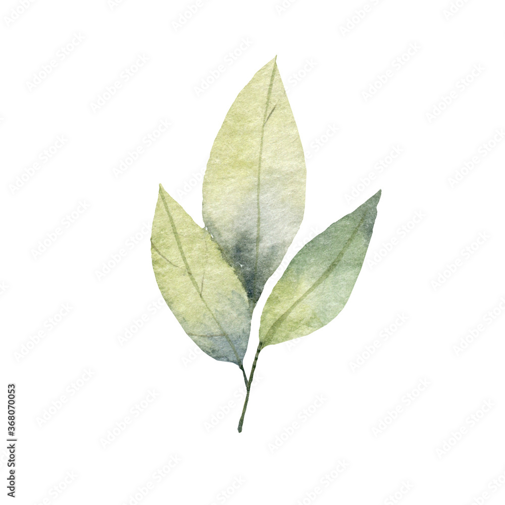 designer elements set collection of green forest fern frond maidenhair greenery art foliage natural leaves herb in watercolor style collection. Decorative beauty elegant illustration for design designer elements set collection of green forest fern frond maidenhair greenery art foliage natural leaves herb in watercolor style collection. Decorative beauty elegant illustration for design