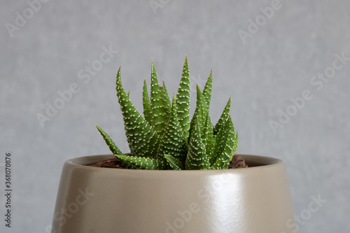 Succulent plant Tulista pumila (Pearl Plant) aka haworthia pumila. Close-up of miniature aloe growing in ceramic vase centered in the frame, isolated on clean background photo