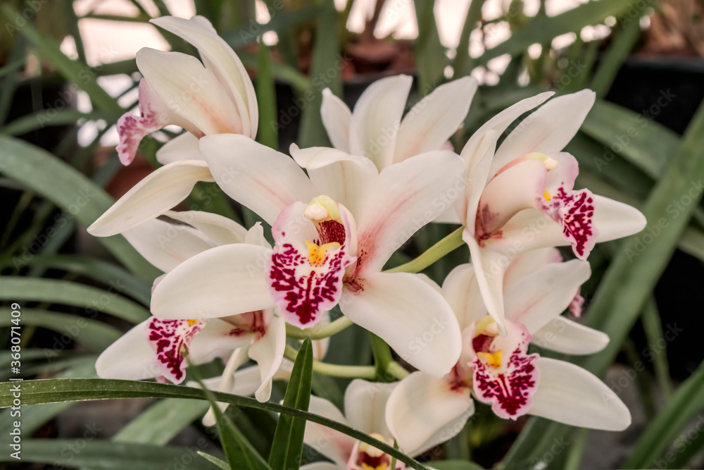 Obraz premium Boat Orchid (Cymbidium cv) in greenhouse