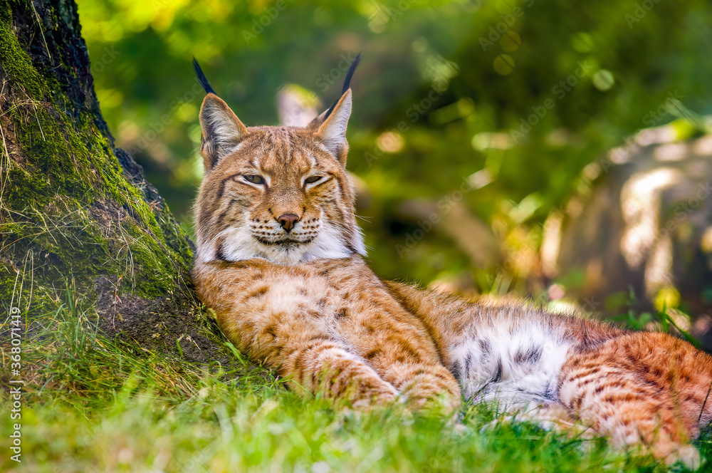 a wild lynx is hiding in the forest a wild lynx is hiding in the forest