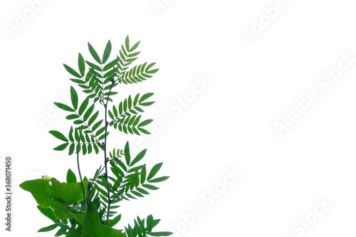 Tropical lead tree with leaves on white isolated background for green foliage backdrop and copy space 