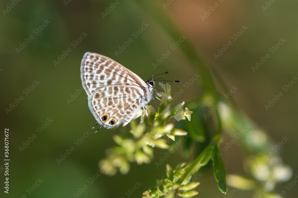 Lycaenidae / Mavizebra / / Leptotes pirithous Lycaenidae / Mavizebra / / Leptotes pirithous