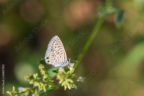 Lycaenidae / Mavizebra / / Leptotes pirithous photo