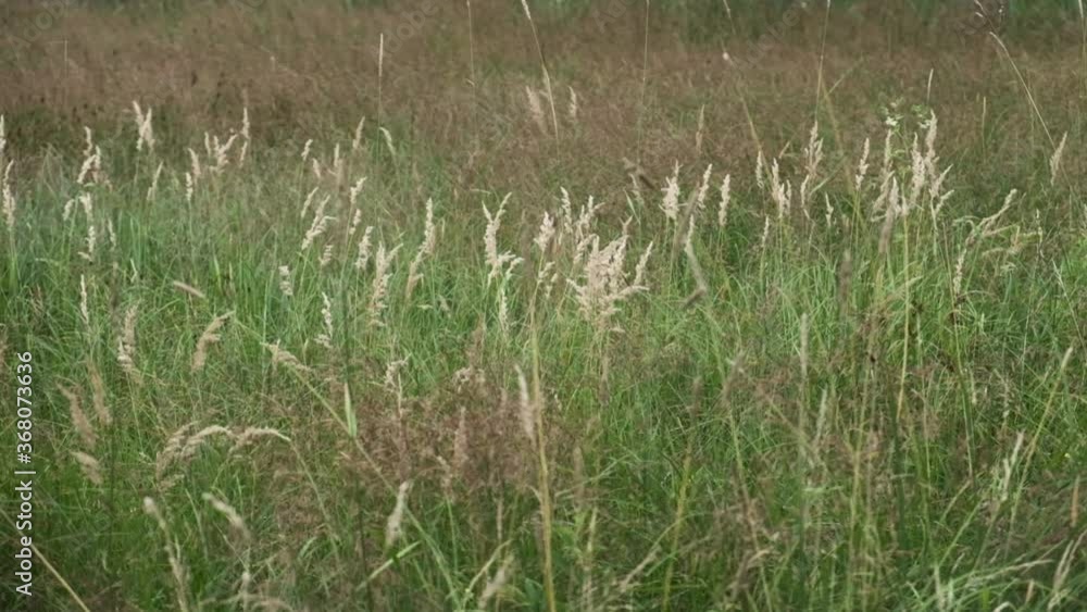 Field of Wild Weeds Swaying in the Wind in Slow Motion Field of Wild Weeds Swaying in the Wind in Slow Motion