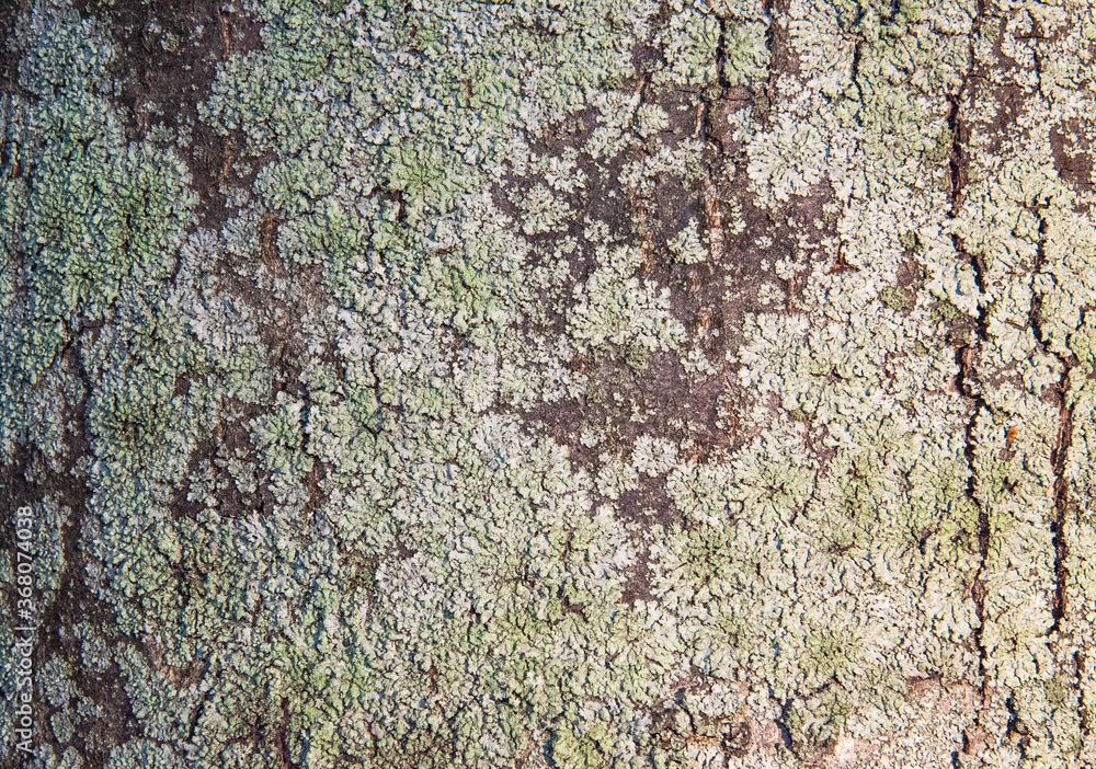 bark of tree