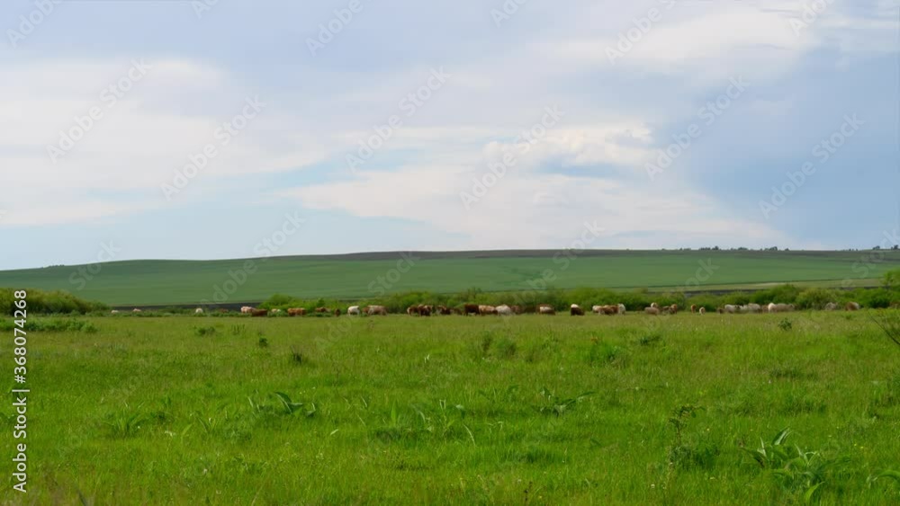 Timelapse. Clouds float across the blue sky over the green pastures with cattle