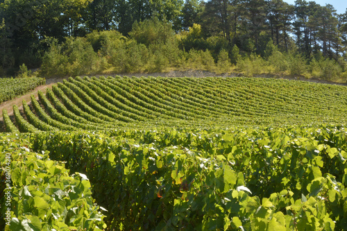Photos Rangs de vignes (Meurville)