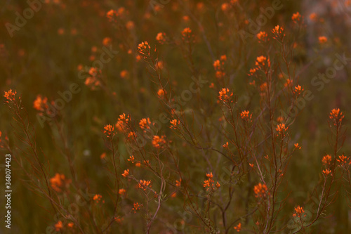 The saturated orange small flowers were shot close-up among faded green meadow. The color inversion is applied on the photo for your extraordinary design.