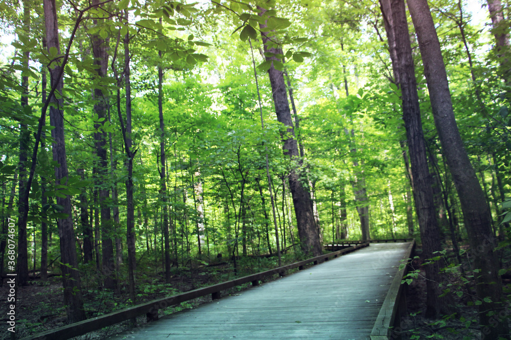 Obraz premium path in the woods
