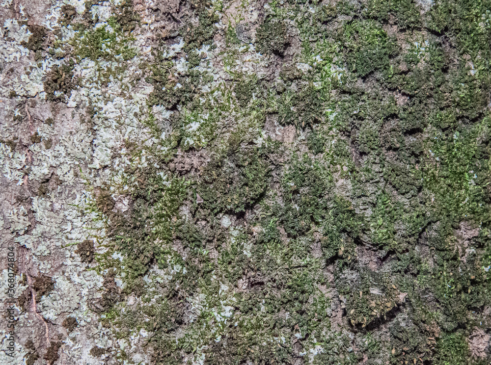 bark of tree bark of tree