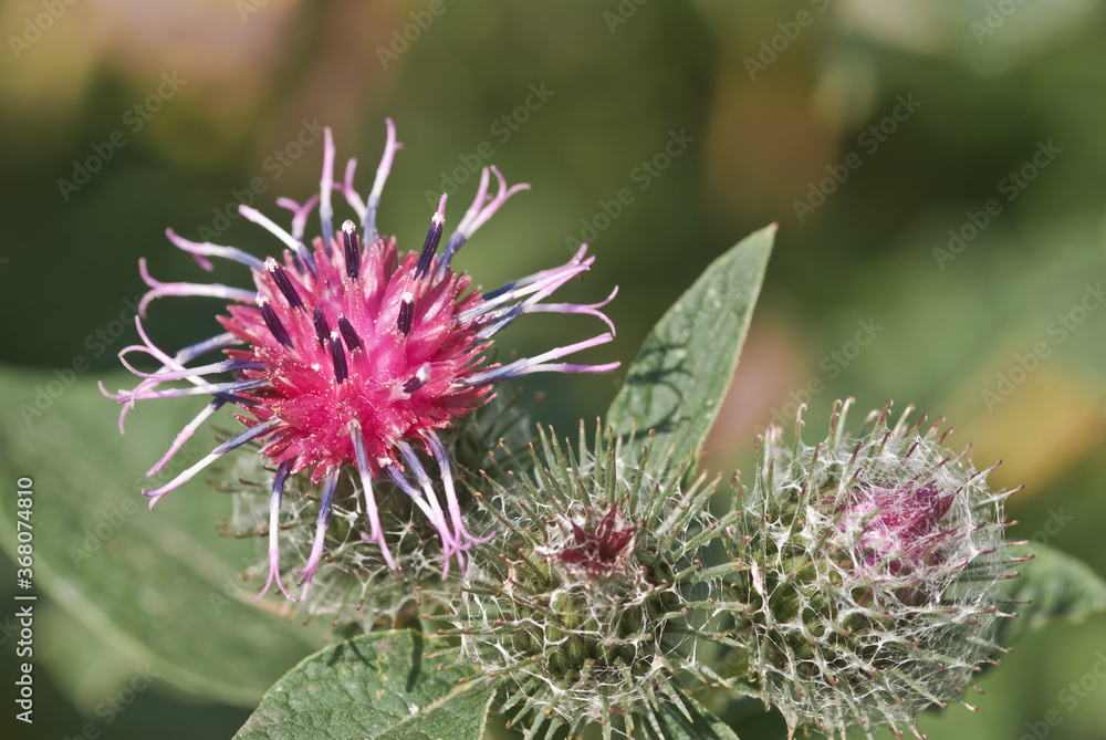 Woolly Burdock (Arctium tomentosum) in meadow, Central Russia Woolly Burdock (Arctium tomentosum) in meadow, Central Russia