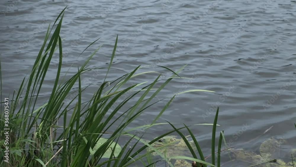 Green Reeds Gently Swaying in the Wind by the Lake Shore Green Reeds Gently Swaying in the Wind by the Lake Shore