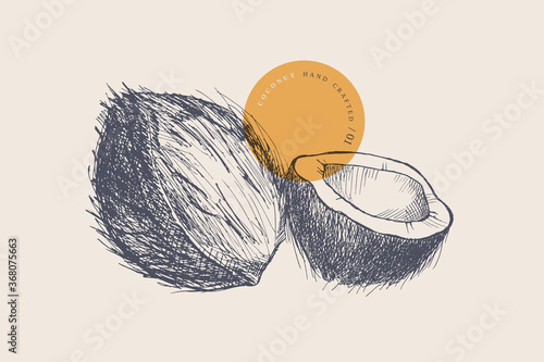 Hand drawn coconut. Natural nuts, chopped and whole. Organic food concept. It can be used for the design of cosmetics, menus and packaging. Vintage botanical illustration on light isolated background.