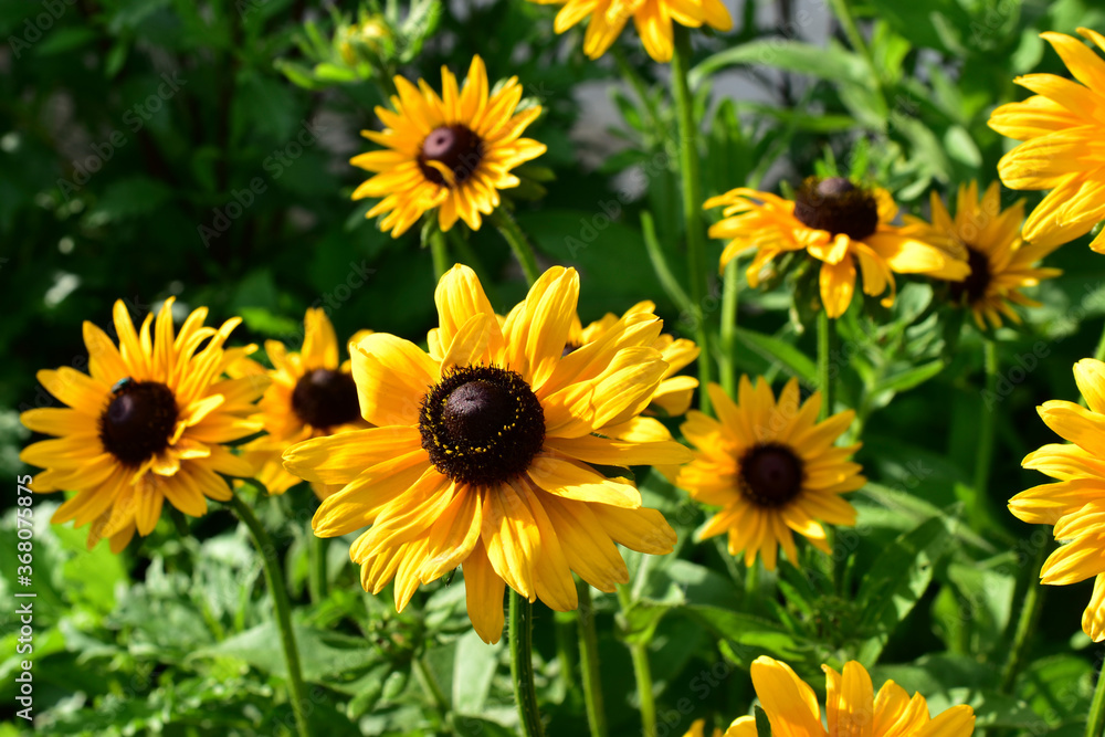 Rudbeckia yellow hairy Bush in the garden Rudbeckia yellow hairy Bush in the garden