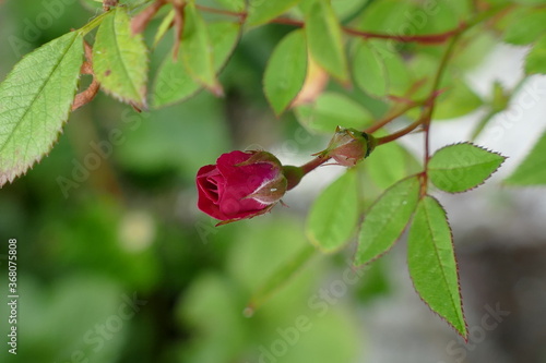 red rose bud