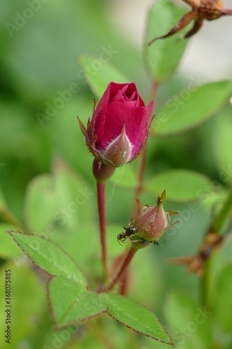 red rose bud