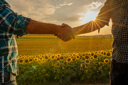 close up, Two man shaking hands in the sunflower field, Concept of agricultural cooperation photo
