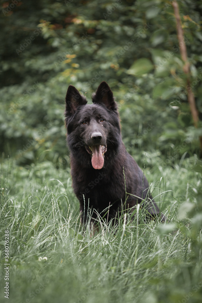 Black Dog Shepherd Close-up summer