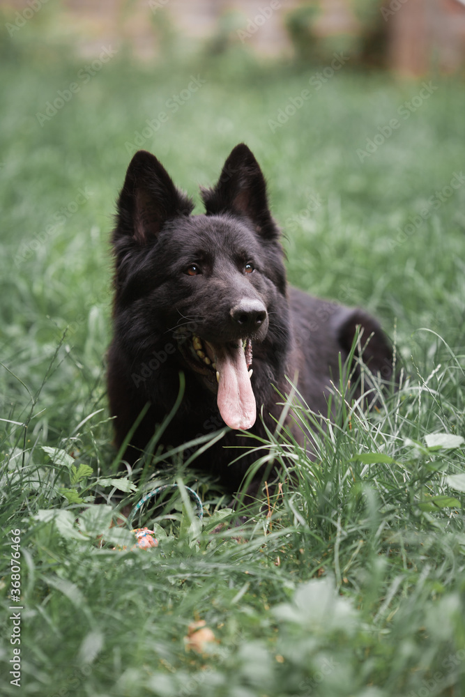 Black Dog Shepherd Close-up summer Black Dog Shepherd Close-up summer