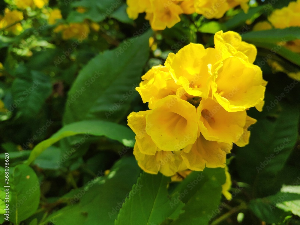 yellow flower in the garden yellow flower in the garden