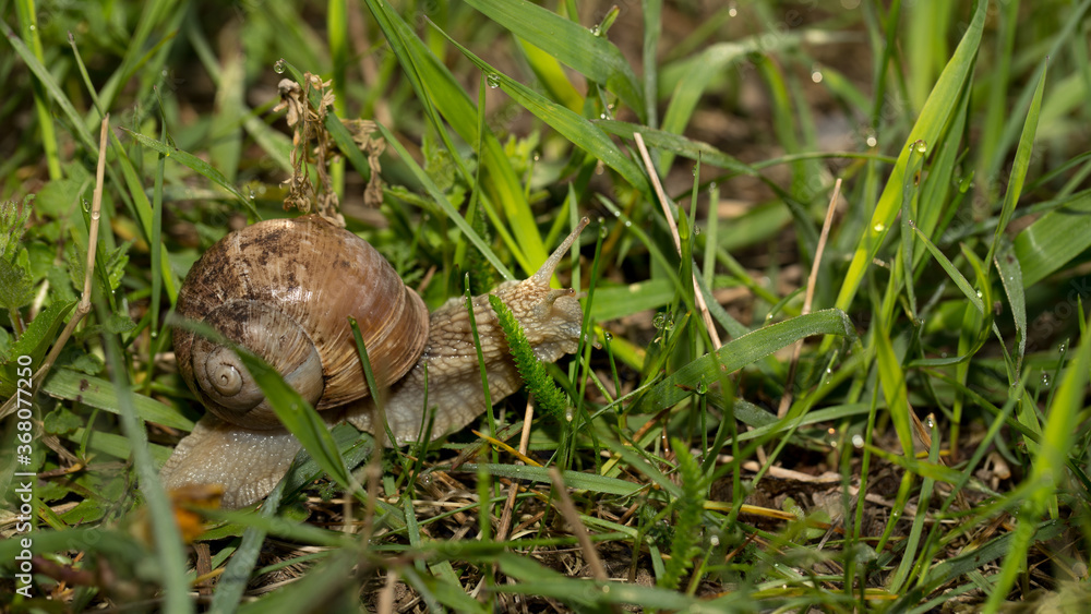 Fototapeta premium Grape snail early morning
