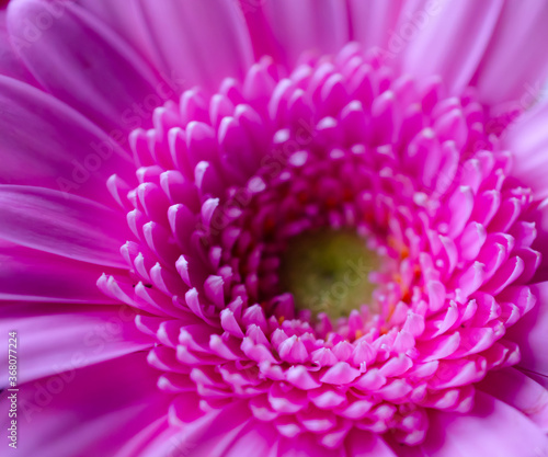 Pink gerbera flower with tiny petals in close up.