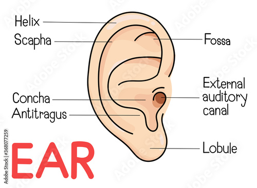 The anatomy of the ear