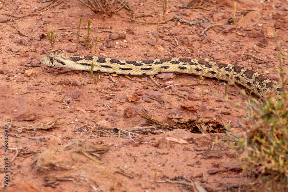 Harmless Great Basin Gopher Snake, Pituophis catenifer deserticola Harmless Great Basin Gopher Snake, Pituophis catenifer deserticola