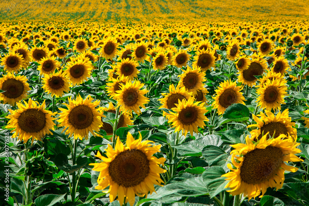 Fototapeta premium sunflowers against the blue sky. summer flowers.