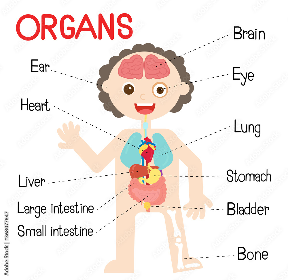 The Human Body Organs For Kids Stock Vector | Adobe Stock