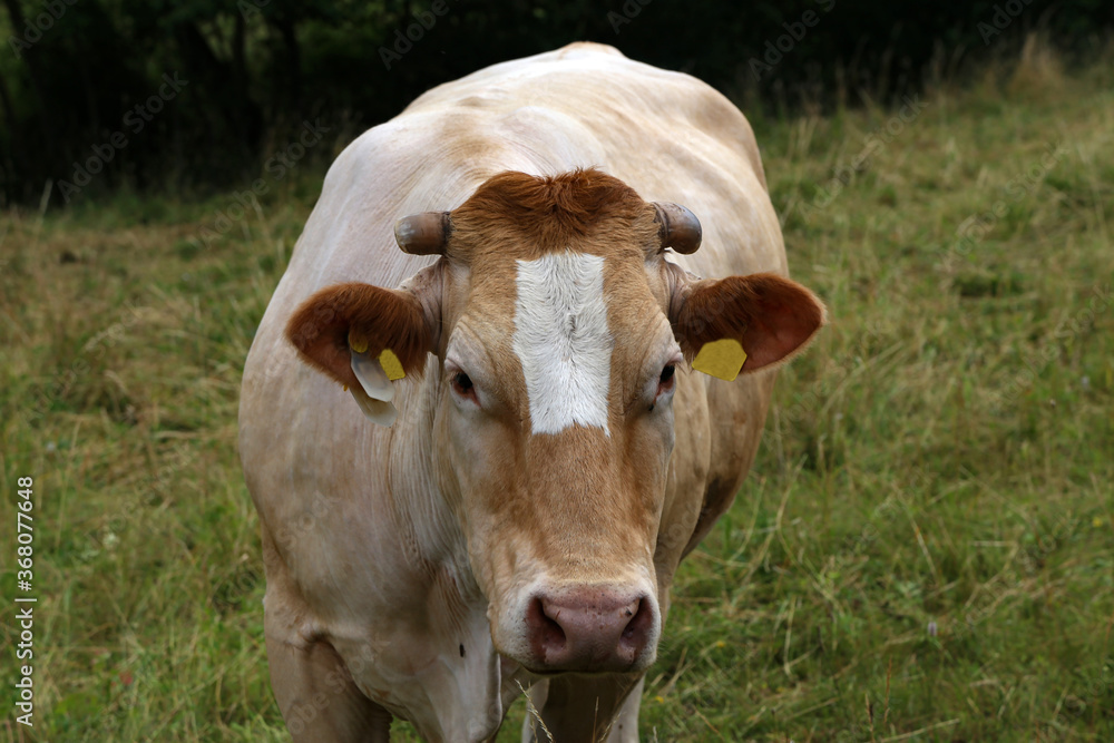 Herd of cows in the pasture in summer