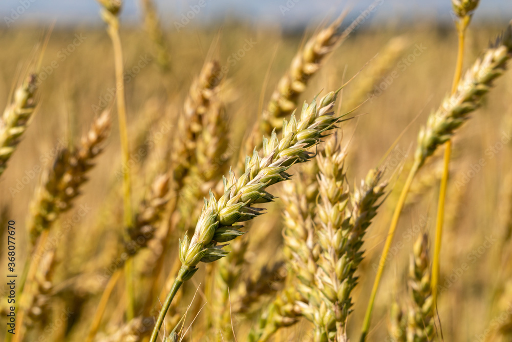 Fototapeta premium golden wheat field in summer