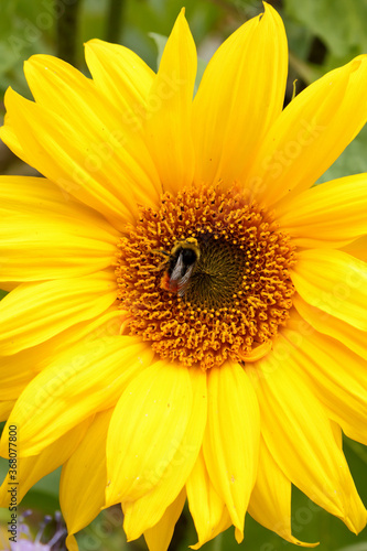 Bumble bee pollinating sunflower