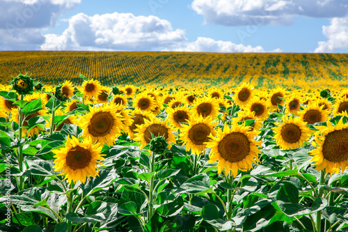 sunflowers against the blue sky. summer flowers.